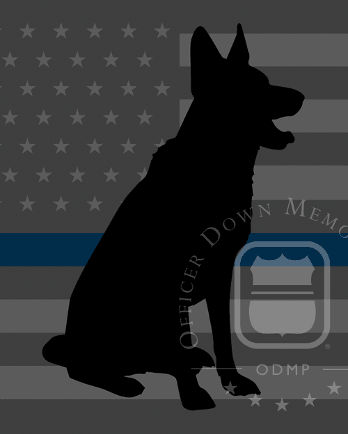 K9 Dorn | Miami-Dade Police Department, Florida